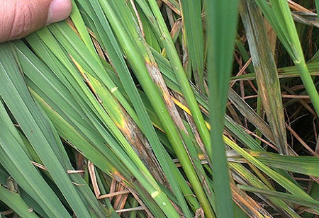 Jinsi ya Kuchagua Mimba Bora kwa Ajili ya Mazao ya Paddy?