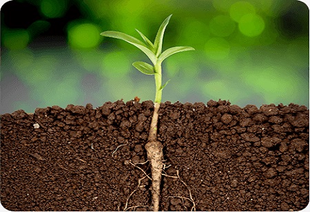 Kichocheo cha Mimea: Mapinduzi ya Kijani ya Kilimo cha Kisasa