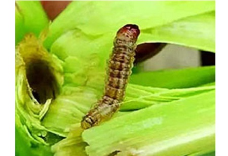 Jinsi ya Kutumia Emamectin Benzoate 5?