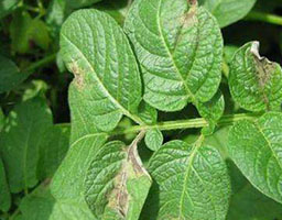 Potato late blight