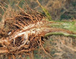 Root Rot