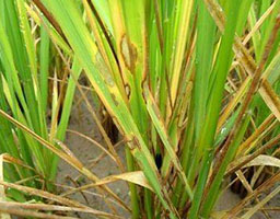 Rice sheath blight