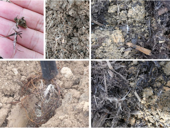 Arpha Gold<ALIMT >&reg;</ALIMT> – Utilizing BenefiCial Fun kwa Kilimo Endelevu