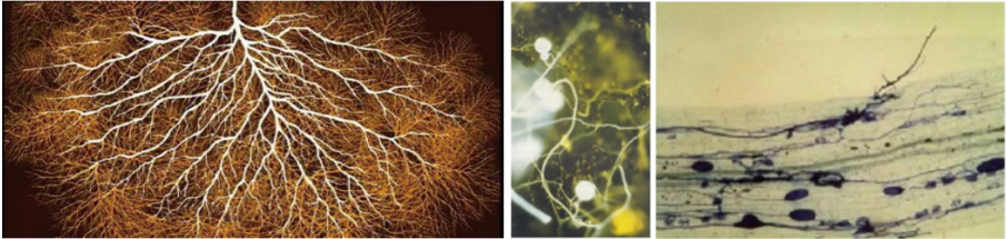 Arpha Gold<ALIMT >&reg;</ALIMT> – Utilizing Beneficial Fungi for Sustainable Farming