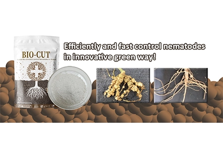 Nematodes kwa ufanisi na kwa haraka kwa njia ya kijani kibichi!