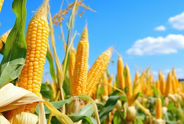 玉米.jpeg 玉米.jpeg