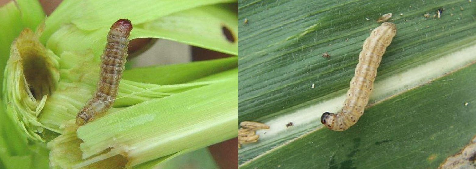 玉米螟.jpg 玉米螟.jpg