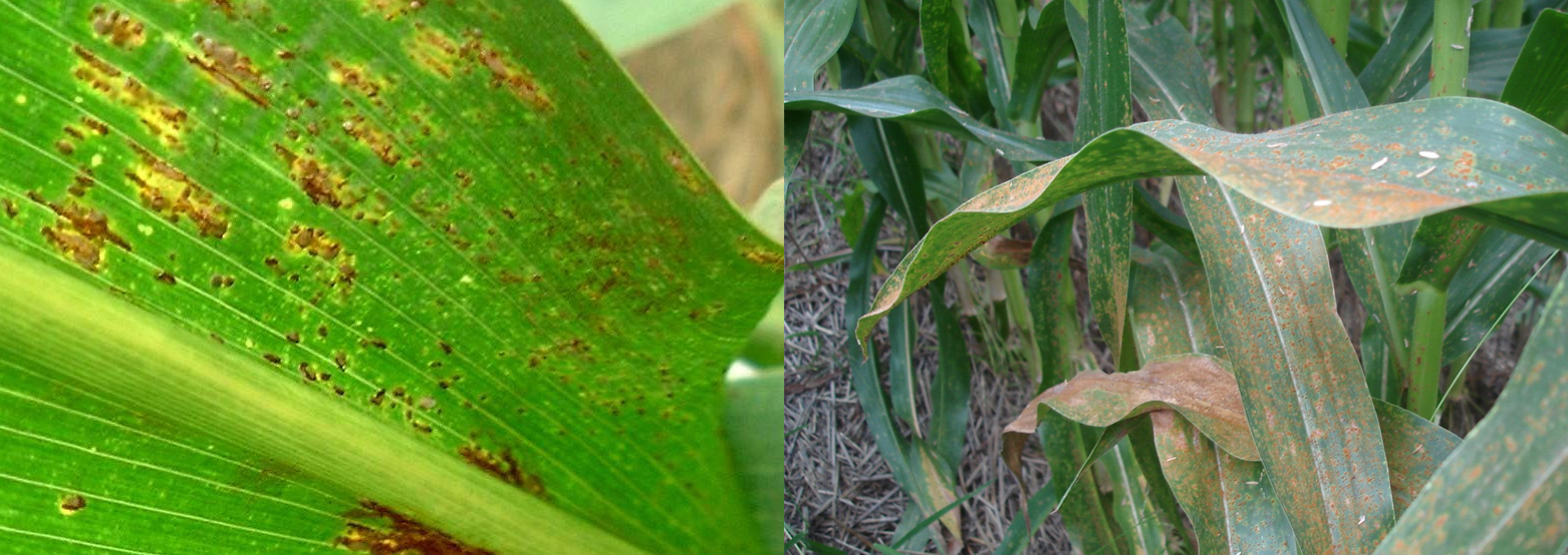 玉米锈病.jpg 玉米锈病.jpg