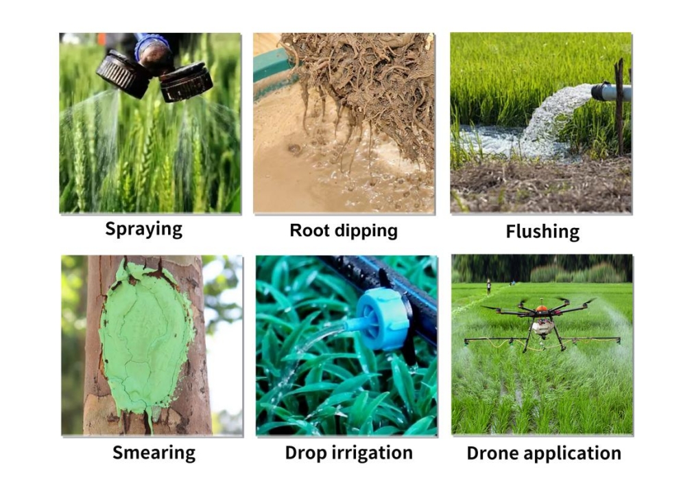 calibur-unique-organic-copper-fungicide-with-excellent-efficacy-and-superior-safety_04.png calibur-unique-organic-copper-fungicide-with-excellent-efficacy-and-superior-safety_04.png