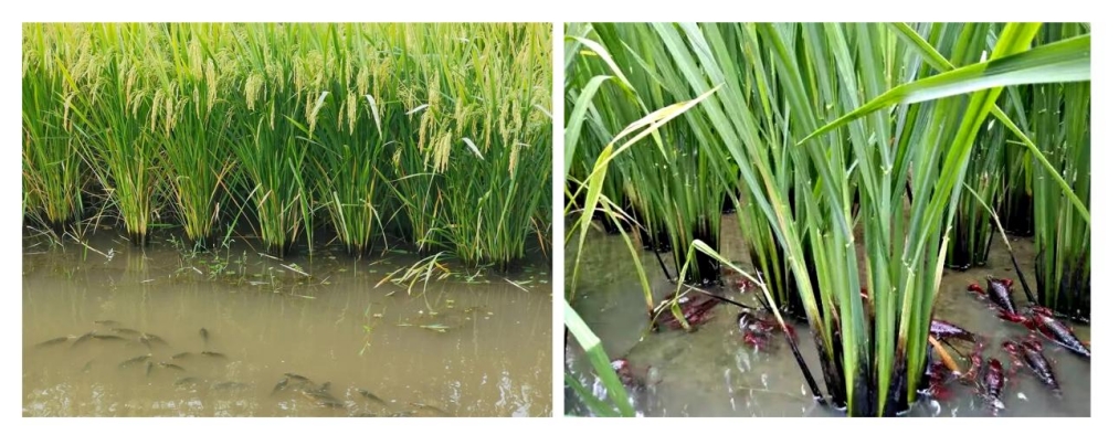 calibur-unique-organic-copper-fungicide-with-excellent-efficacy-and-superior-safety_11.png calibur-unique-organic-copper-fungicide-with-excellent-efficacy-and-superior-safety_11.png