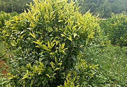 Viwanda vya Citrus Ulimwenguni Pote vyakabiliana na Magonjwa na Hali ya Hewa